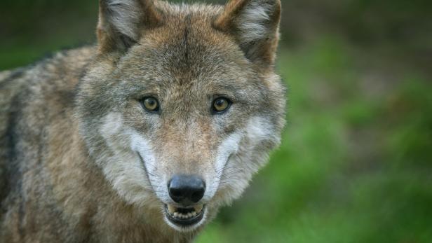 Snarling Eurasian wolf (Canis lupus lupus)