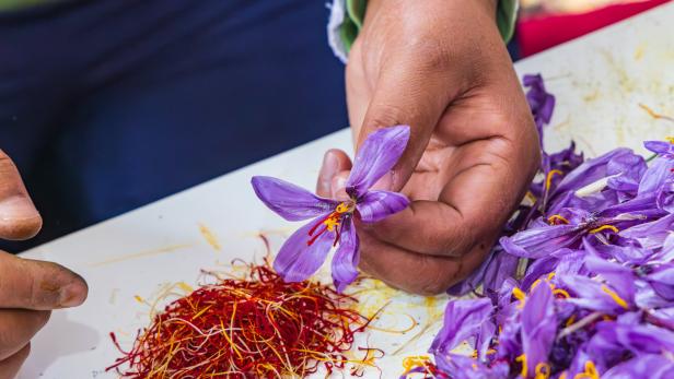 Eine Hand hält eine Krokusblüte über Safranfäden.