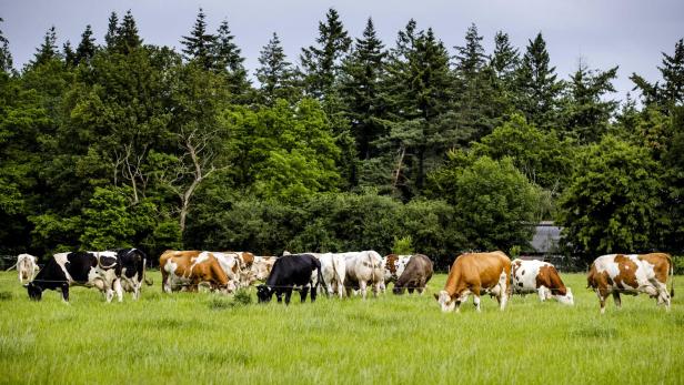 Cows in the meadow in the Gelderse Vallei