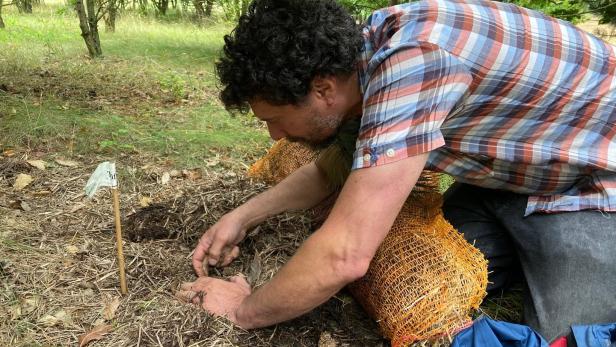 Trüffel für Zuhause: Zu Besuch auf Österreichs erster Plantage