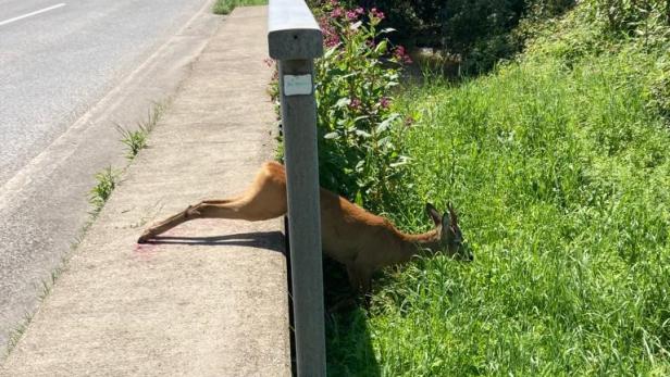 Rehbock aus misslicher Lage in Kärnten befreit