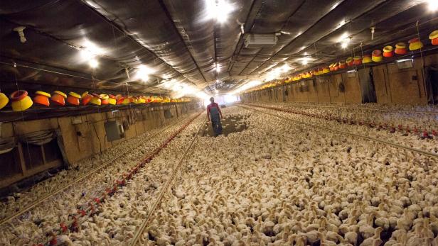 Salmonellen-Fund in Schweden: 340.000 Hühner müssen sterben