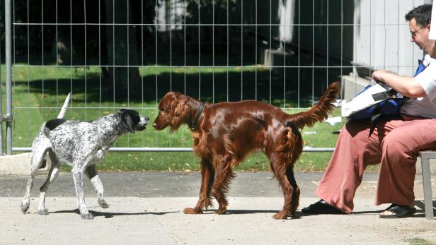 Kontrolleure sollen ab 2024 Hundehalter in Wien strafen dürfen