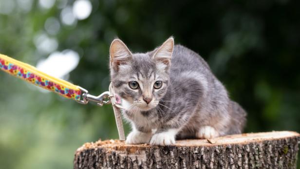 Katzen, die mit auf Reisen gehen, sollten nur an der Leine ins Freie.