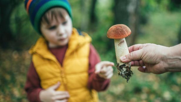 Ein Junge betrachtet einen von einer Hand gehaltenen Pilz.