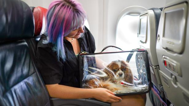 Mit Hund im Flieger Mit Hund im Flieger