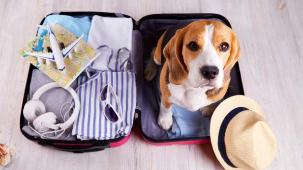Reise mit Hund