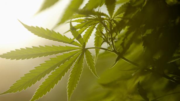 Deutsche Cannabis-Liberalisierung: „Auswirkungen auf ganz Europa“