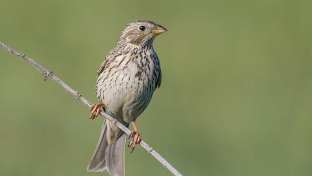 Negativrekord: Hälfte aller Vögel Österreichs bereits verschwunden