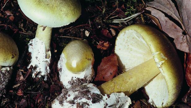 Die gefährlichsten Pilze in unseren Wäldern