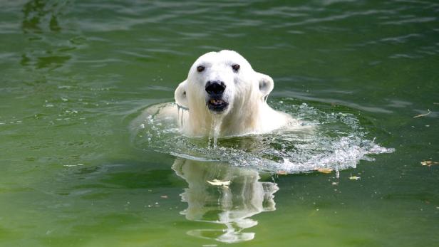 "Tierquälerei": Kritik an der Eisbärenwelt