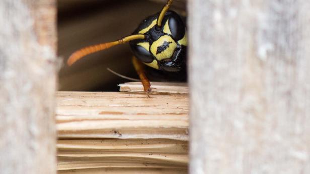 Wespe im Insektenhotel