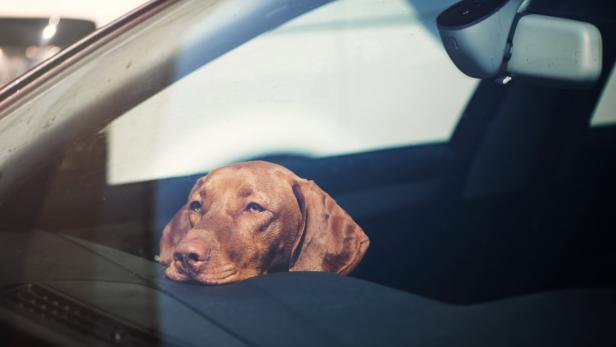 Hund bei Hitze im Auto: Darf ich die Scheibe einschlagen?