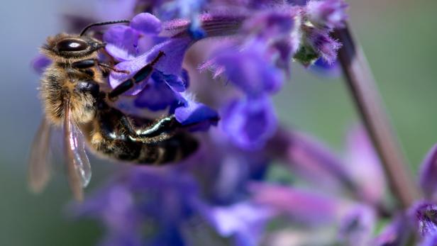 Eine Biene sammelt Nektar von einer lila Blüte.