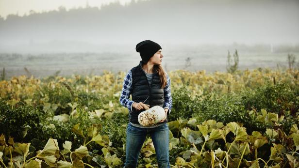 Female organic farmer harvesting squash - Stock-Fotografie