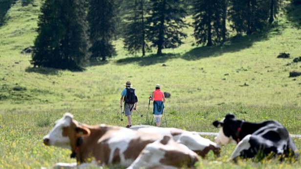 Mit Hund vor Kühen geflüchtet: 28-Jährige geriet in Bergnot