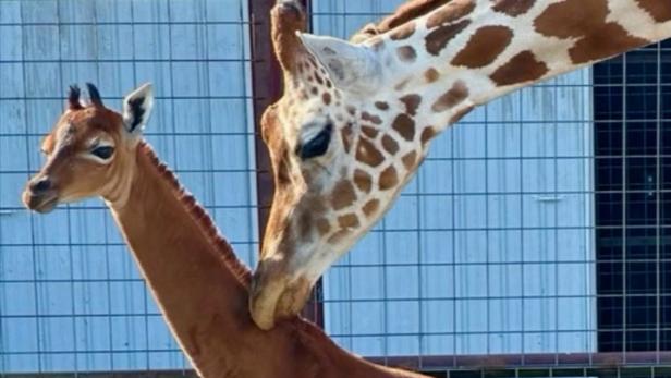 Giraffe ohne Flecken geboren