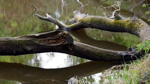 Nationalpark Donauauen Radfahrverbot in der Lobau: Anrainer fühlen sich betrogen