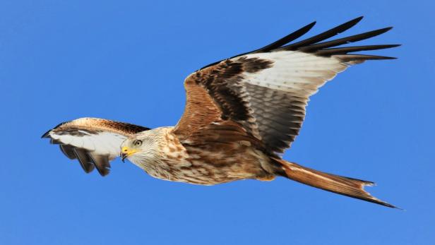 Ein Rotmilan fliegt vor blauem Himmel.