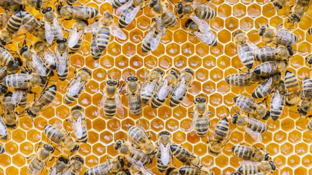 Bienen-Jägerin: AGES warnt Imker vor Asiatischer Hornisse