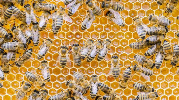 Viele Bienen sitzen auf einer gelben Wabe mit sechseckigen Zellen und arbeiten gemeinsam.