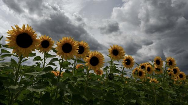 Zu sehen sind Sonnenblumen vor einem wolkenverhangenen Himmel. 