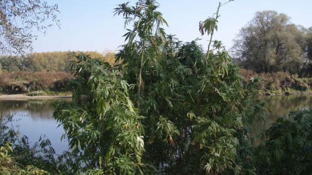 Nährstoffe in Au ließen Hanf zwei Meter hoch wachsen