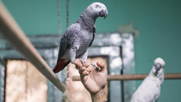 First dedicated parrot training academy