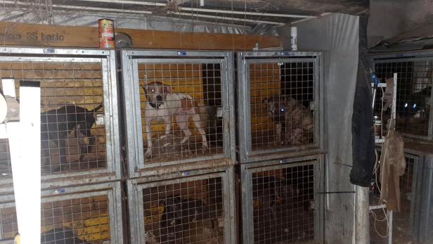 44 misshandelte Hunde in Oberösterreich entdeckt