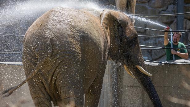Elefanten: Große Tiere mit noch größeren Gefühlen