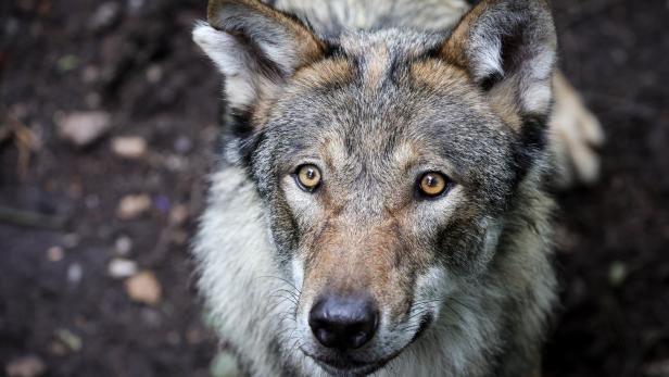 Deutschland will schnellere Abschüsse von Wölfen ermöglichen