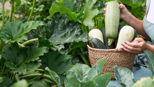 Eine Frau hält einen Korb mit Zucchini im Gemüsegarten.