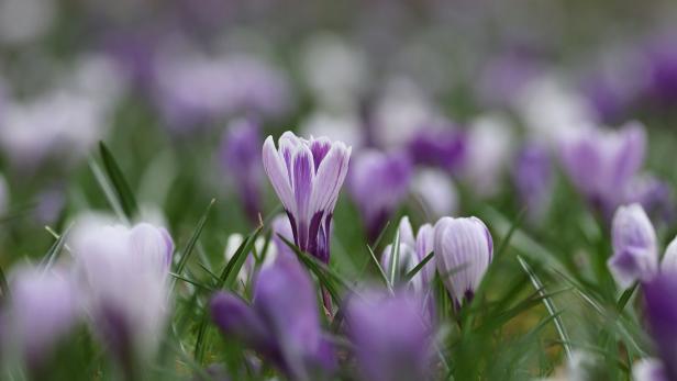 Frühlingsblumen: Welche Blumenzwiebeln man jetzt pflanzen sollte und was zu beachten ist