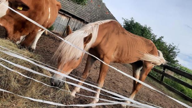 Halb verhungerte Tiere: Hof bei St. Pölten im Visier der Behörden