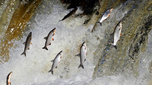 "15 Beschwerden pro Tag": Badeurlauber klagen in Spanien über beißende Fische
