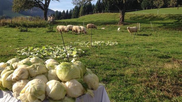 Grubenkraut, Breinwurst und Gebsenbergkäse: Slow Food und die Arche des Geschmacks 