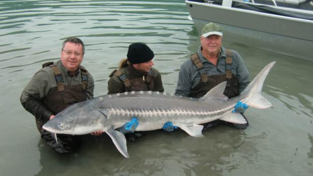 Hobby-Angler hatte in Kanada Riesen-Stör an der Angel