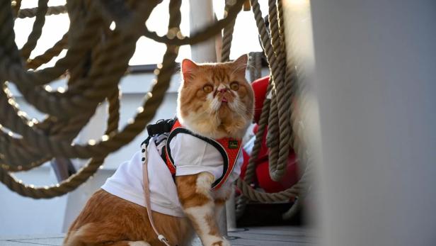 Eine orangefarbene Katze mit Geschirr und Hemd auf einem Schiff.
