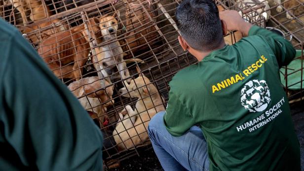 Auf Indonesiens barbarischstem Markt gibt es kein Hundefleisch mehr zu kaufen
