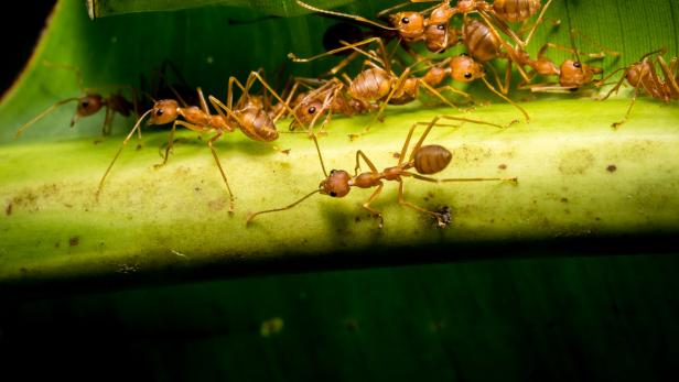 fire ants meeting on banana leaf Invasive Rote Feuerameise erstmals in Europa nachgewiesen