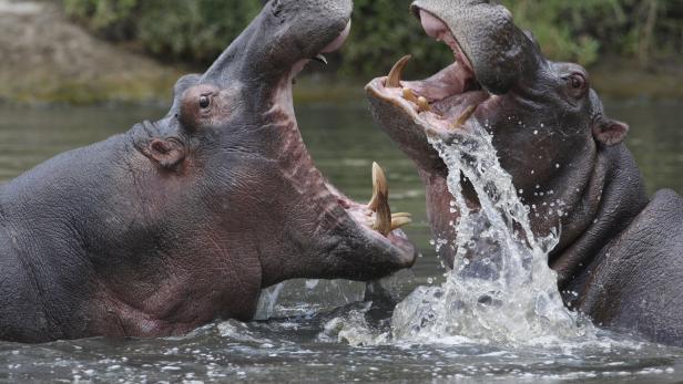 "Kokain-Hippo"-Plage: Escobars Nilpferde sollen sterilisiert werden 