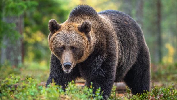 Ein großer Braunbär steht im grünen Wald und blickt aufmerksam nach vorne.