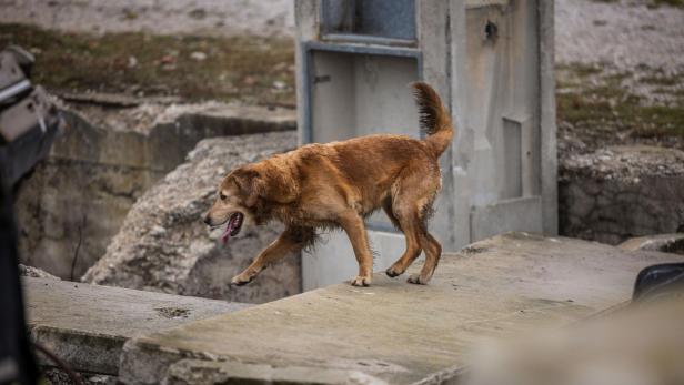 Ein Rettungshund bei der Trümmersuche