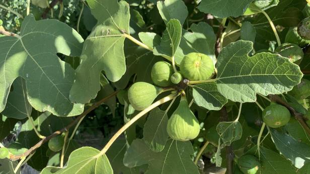 Feigenbaum im Garten