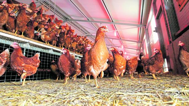 Viele braune Hühner stehen in einem Stall mit Stroh auf dem Boden.