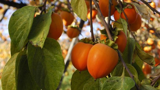 Gärtner-Tipp: Eine Mulchschicht für den Kaki-Baum