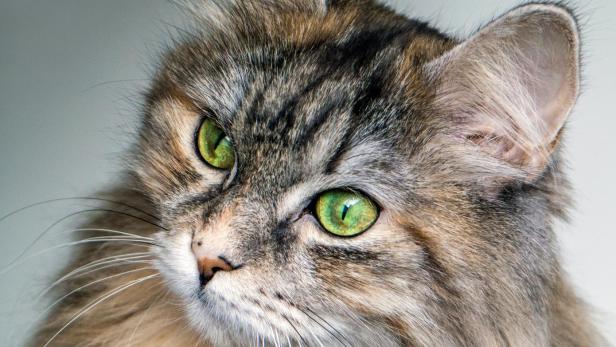 Katze mit langen Haaren.