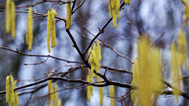 Die Zeit ohne Pollen in der Luft ist nur noch sehr kurz