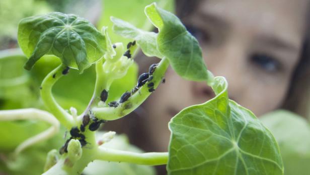 Klimawandel bringt neue Schädlinge und Pflanzenkrankheiten.