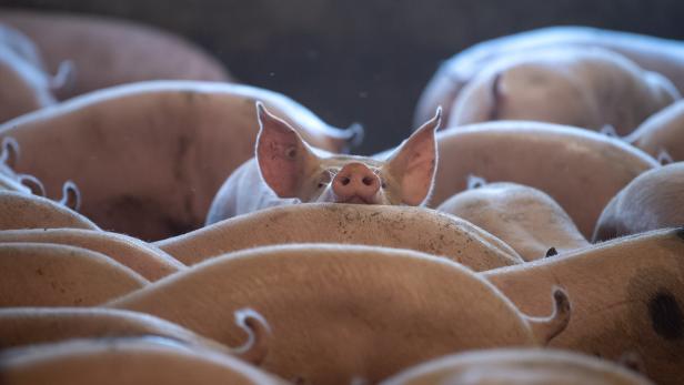 Mehr Tierwohl durch Gesetz